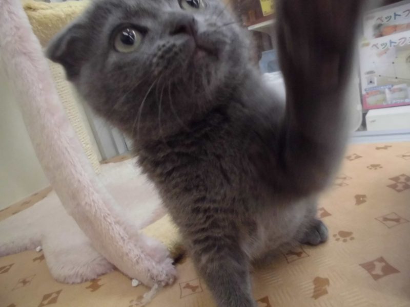 新入りにゃんこ♡♡