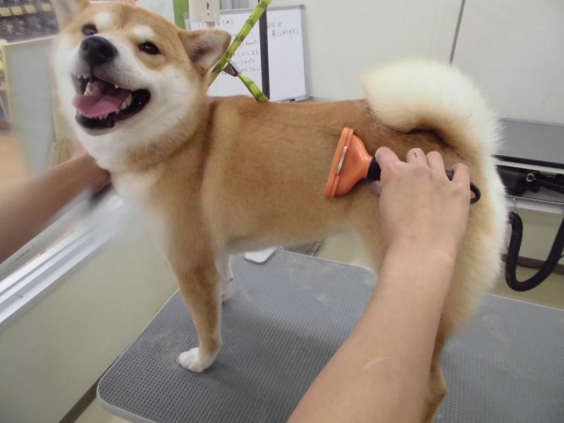 抜け毛たっぷり炭酸泉☆彡