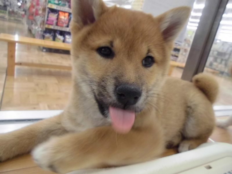 新入りだぁい！！