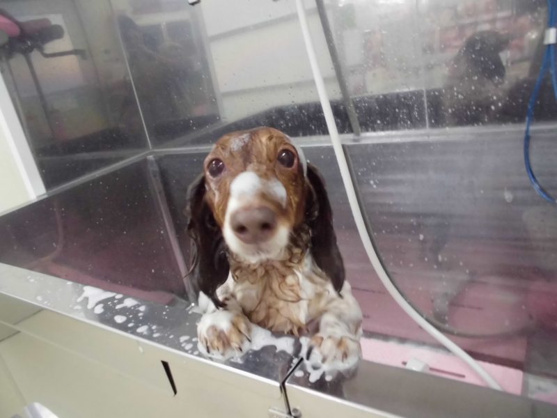 お得なシャンプーチケット♪