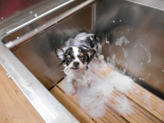 ★トリミング予約状況のおしらせ★