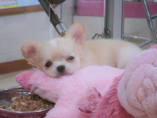 ☆おススメ犬ちーくん☆