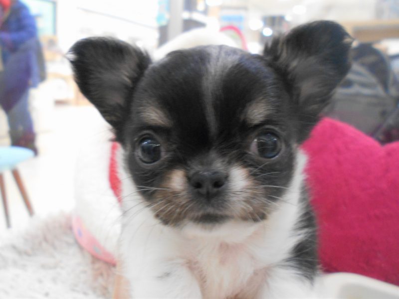 ☆おうち決定＆新オススメ犬☆