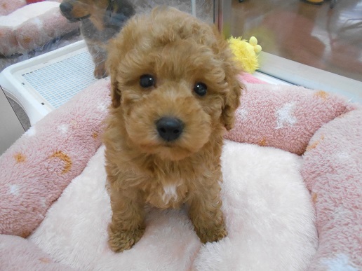 新しいお友達♪