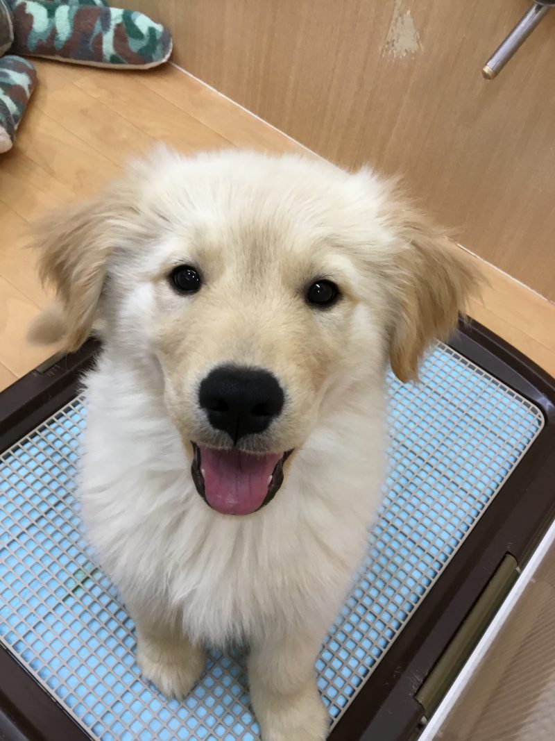 福住店　新おすすめ犬！！