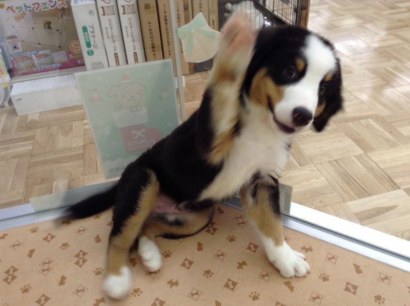 初雪と一緒に♪