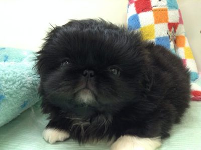苫小牧オススメ犬