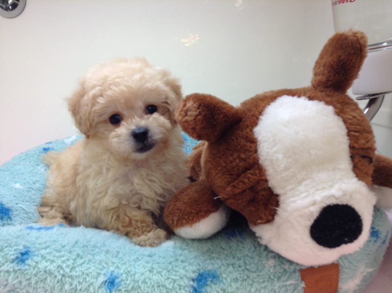 新しいオススメ犬の「ぷぅた君」！