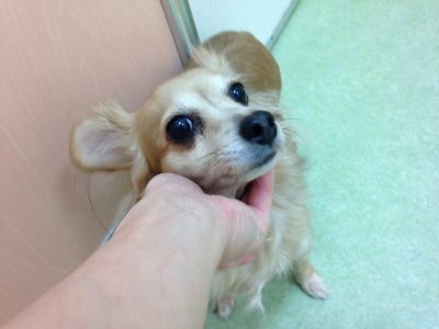 ホテルにお泊り中のチャミちゃん