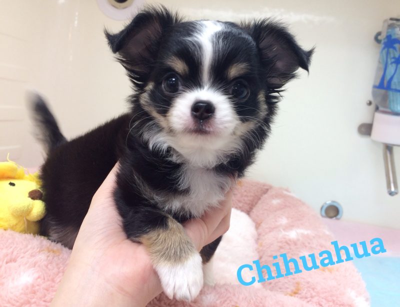 ☆動画付き！イケメンチワワちゃん☆