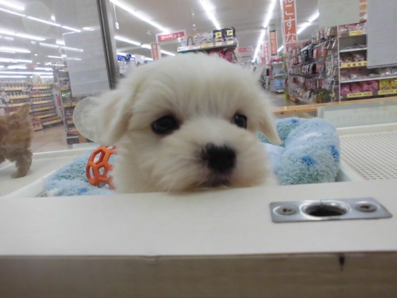 周年祭と新入りのお知らせ☆