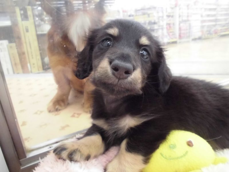 ちっちゃな新入りさん♪