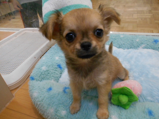 新入りさんいらっしゃい♡