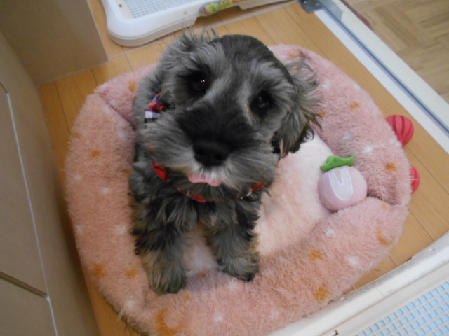 かわいいお顔のシューちゃん♡