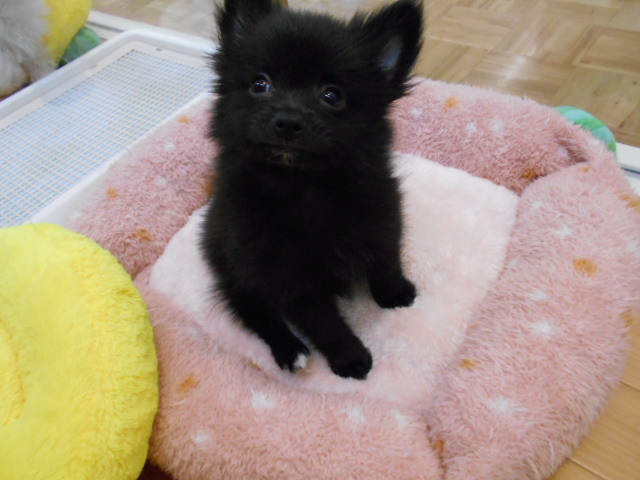 おすすめ犬バトンタッチ♪