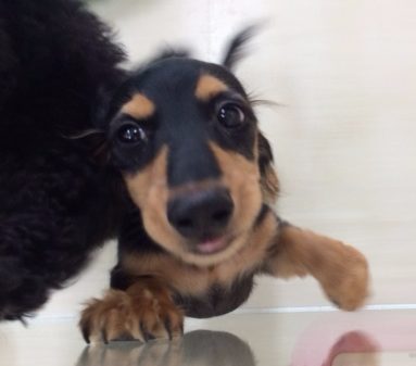 ☆ダックスちゃんの成長！☆