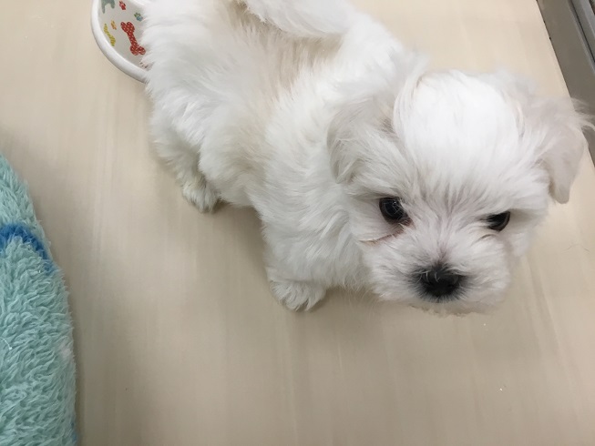 ♡NEWワンちゃん♡