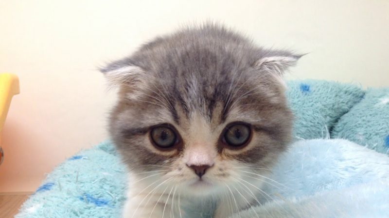 ★新入りネコちゃんのご紹介★