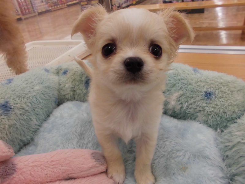 ☆ＮＥＷ ＦＡＣＥ★