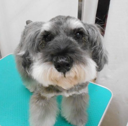 ☆トリミング空き状況のおしらせ☆