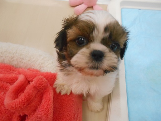 新入りワンコ♪