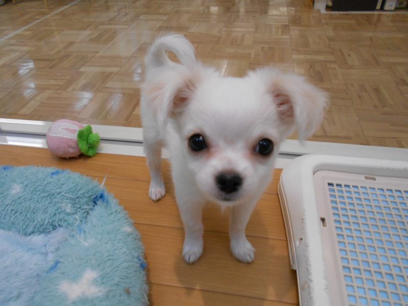 明けましておめでとうございます！