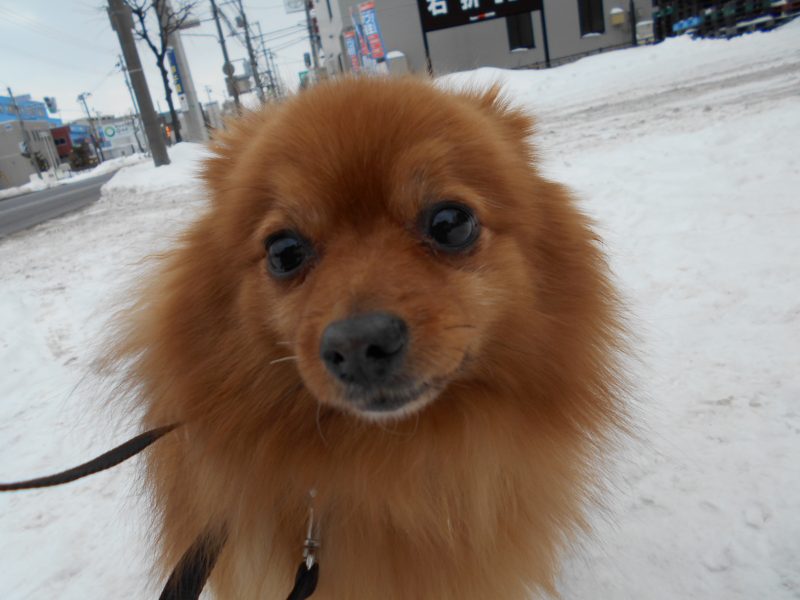 お泊りワンちゃん♡