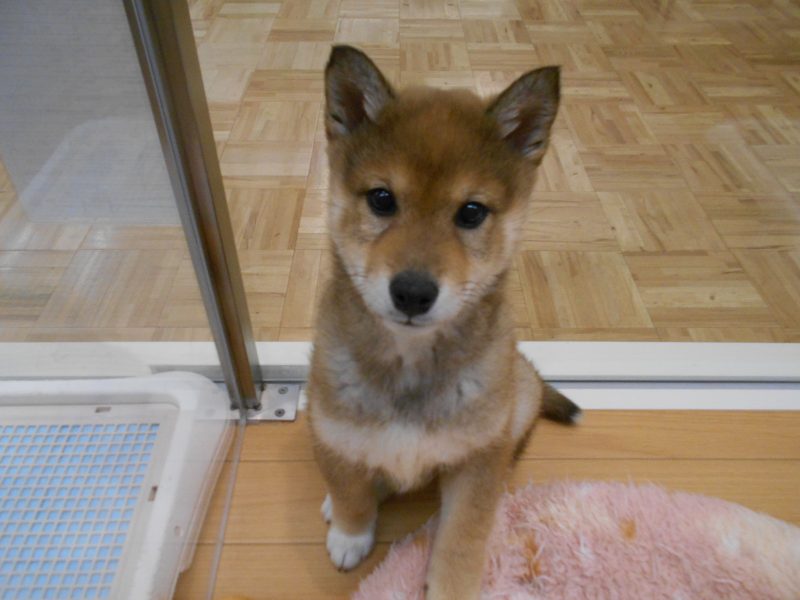 白石店のピンちゃん、しーちゃん☆