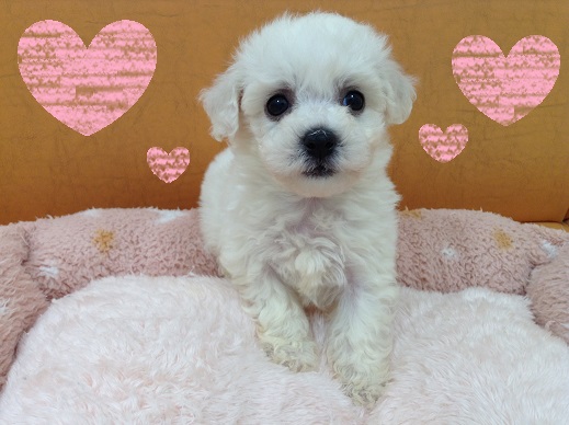 ☆新オススメ犬発表☆