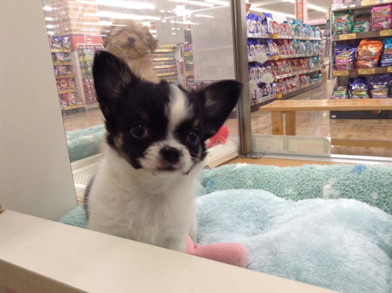 ★明日のイベント＆新入りさん紹介★