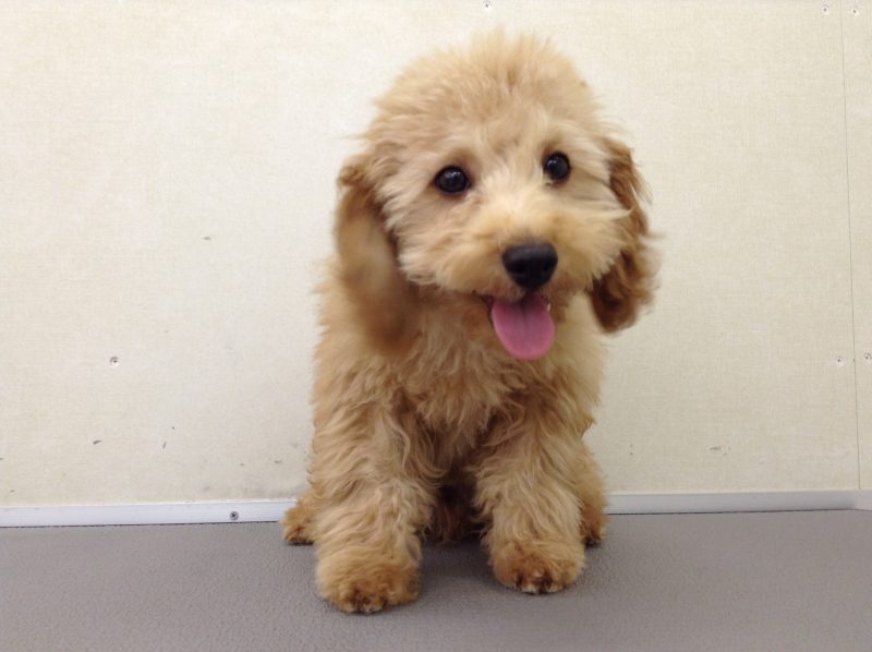 ♡バレンタインケーキ♡