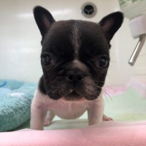 苫小牧オススメ犬！