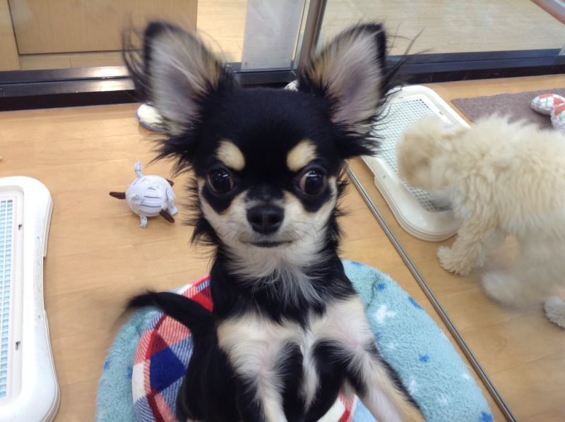 おすすめ犬が決まりました