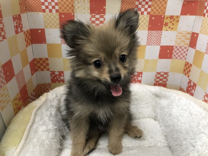あけましておめでとうございます（＾＾*）
