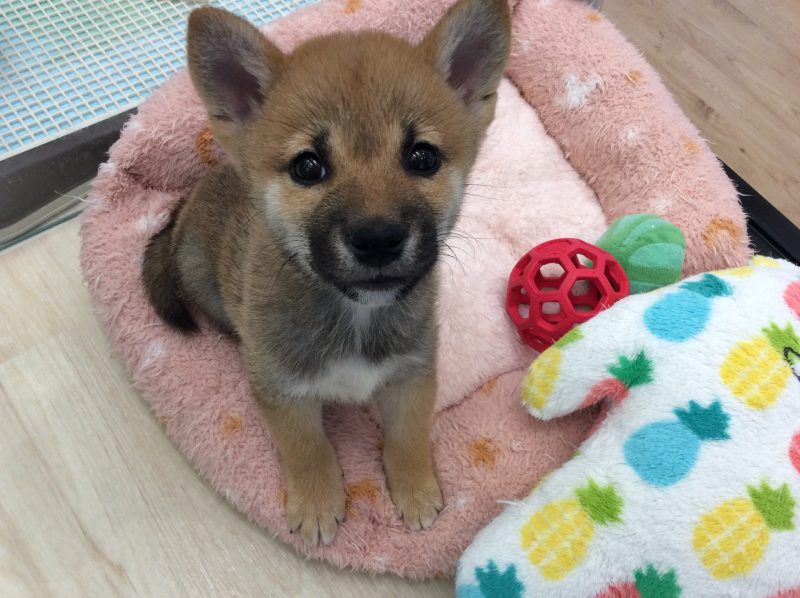 新入生達のご紹介☆