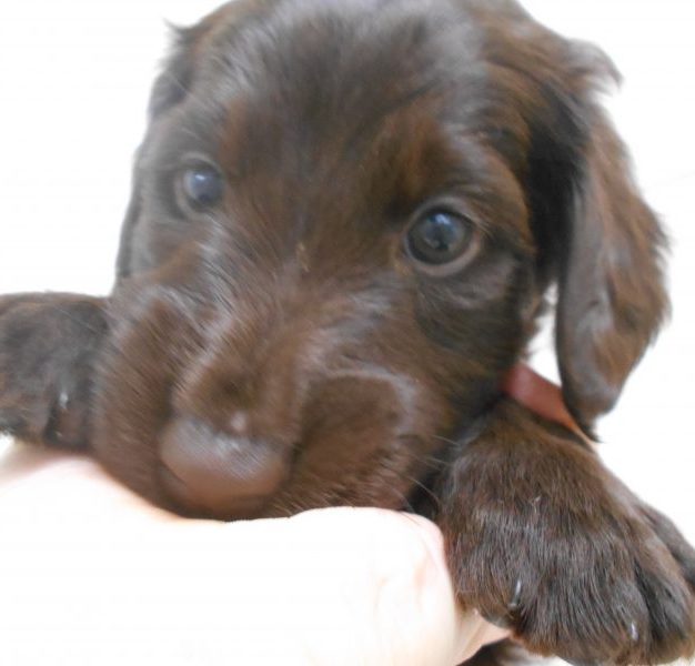 ☆トリミング受付中！☆