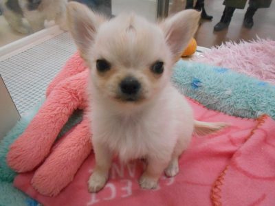 ★ちいさな新入りさん★