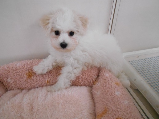 ♡おすすめ犬発表♡