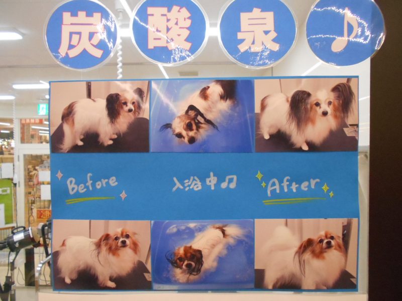オススメコース紹介.。o○