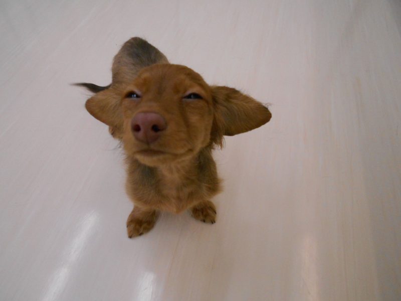 お泊りワンちゃん♪