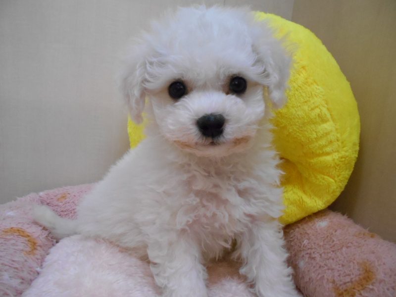 新入りちゃん紹介♡