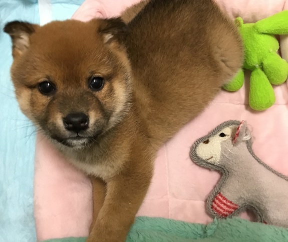 NEW！ワンちゃん紹介♪