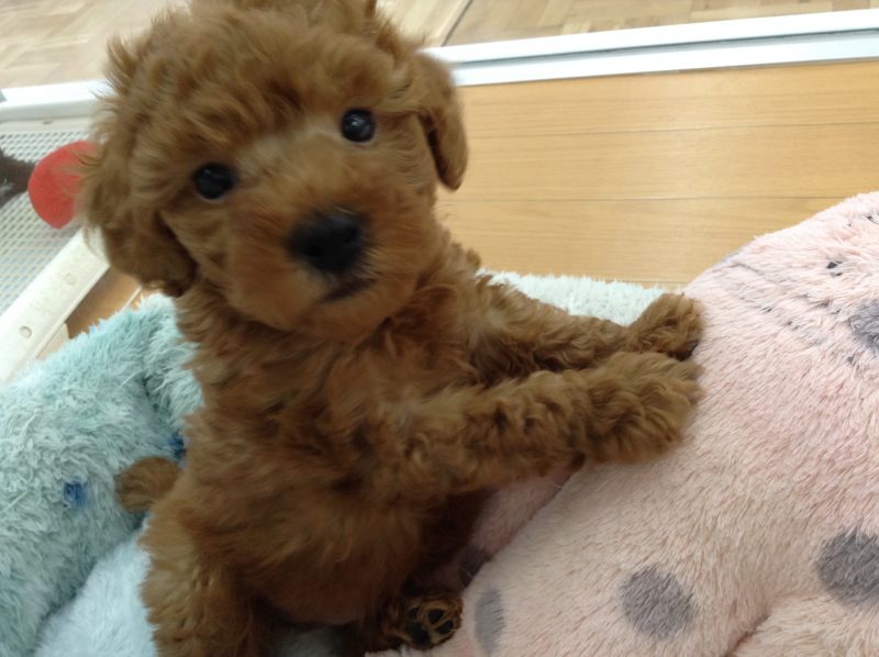 新入りさん☆★