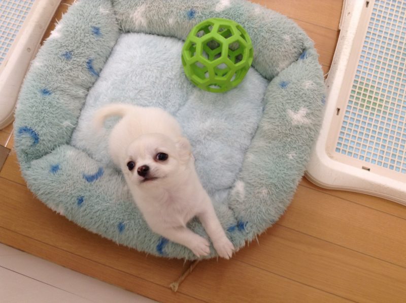 新オススメ犬★