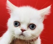 にゃんにゃんバトンターッチ！！！！