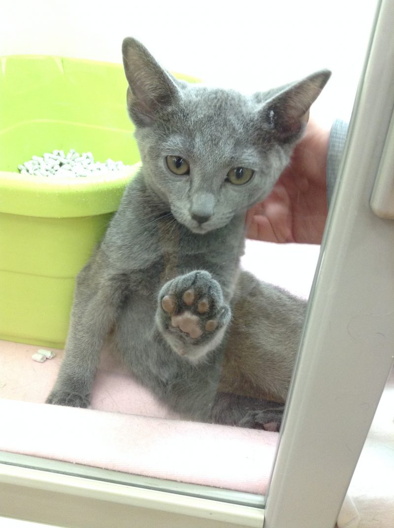 可愛いネコちゃんご紹介！