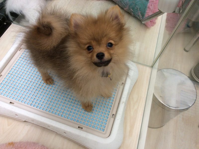 ぽん君☆練習頑張ってます！