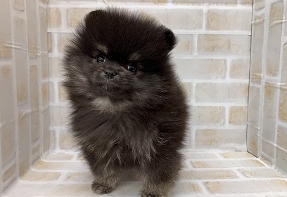NEW☆おすすめわんちゃん(✿˘ω˘✿)