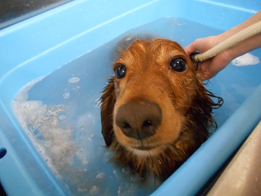 ☆トリミング空き状況☆