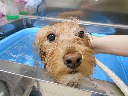 ☆トリミングの空きのお知らせ☆